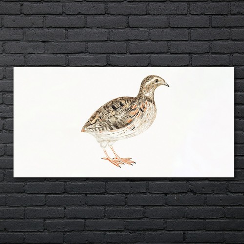 Zeichnung tier vogel - tier, kunst