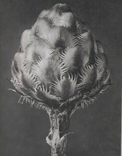 1942 Original Aufdruck Foto