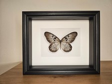 Idea Blanchardi echter