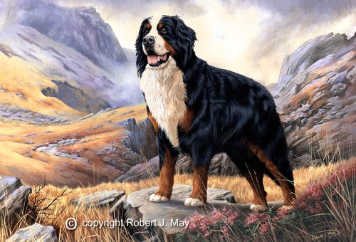 Berner sennenhund limited - berner,