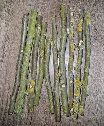 Naturholz dekoholz äste - naturholz,