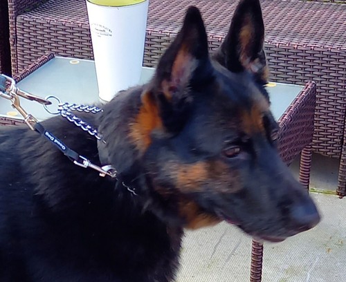 Harness collar safety link - collar,