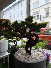 Handgemachter bonsai baum - handgemachter,
