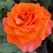 Edelrosen in vielen Sorten/Farben Pflanze winterhart im Topf oder wurzelnackt