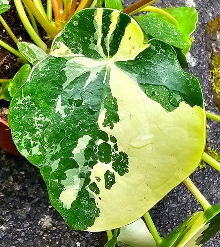 Seltene pilea peperomioides - seltene,
