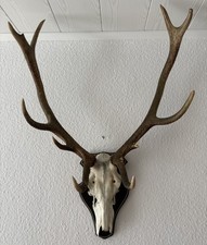 12- Ender Hirschgeweih