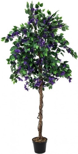 Europalms bougainvillea - europalms,