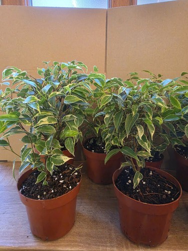 Birkenfeige ficus benjamina - birkenfeige,