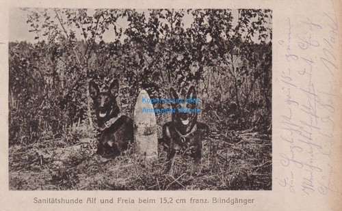 Sanitätshunde alf und - sanitätshunde,
