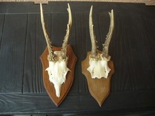 2 Rehgehörne Rehbock Rehgeweih auf Trophäenbrett