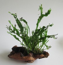Mopani mit Microsorium pt. windelov - Javafarn Eisenholz Aquarium Wasserpflanze