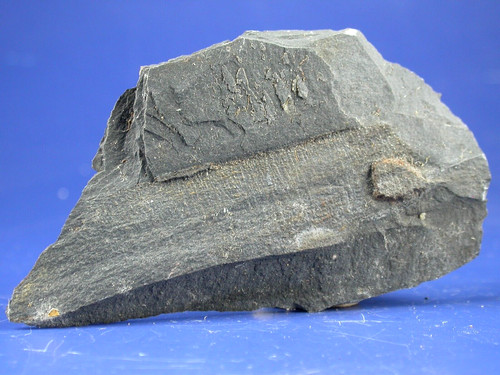 Fossilien frankenwald - fossilien,