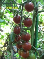 Tomaten Bio Saatgut Samen 