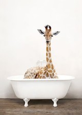 Poster Giraffe in der