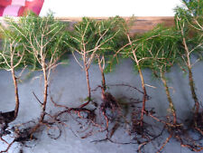 Tanne, Jungpflanzen = Ableger