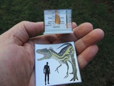 Zahn vom Raptor Deltadromeus