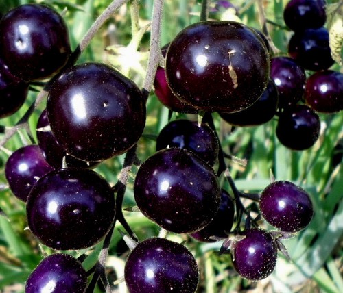 Tomaten sorten als - als, mix