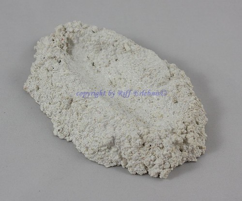 Muschelhalter m schwere - muschelhalter,