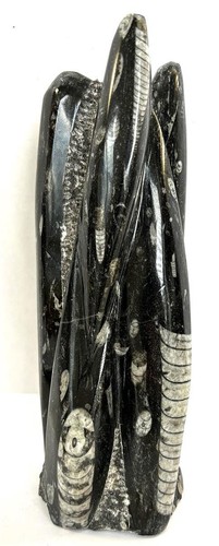 Fm0338 orthoceras turm - orthoceras,