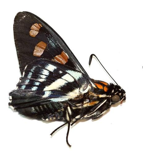 Lepidoptera hesperiidae - lepidoptera,,