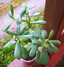 Geldbaum-Crassula