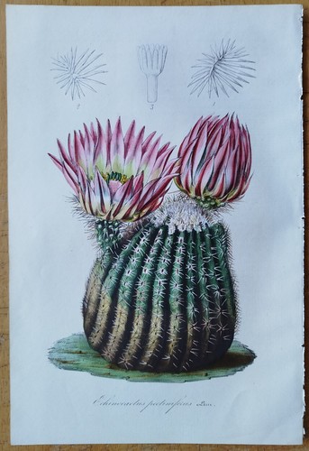 Kaktus echinocactus van - kaktus,