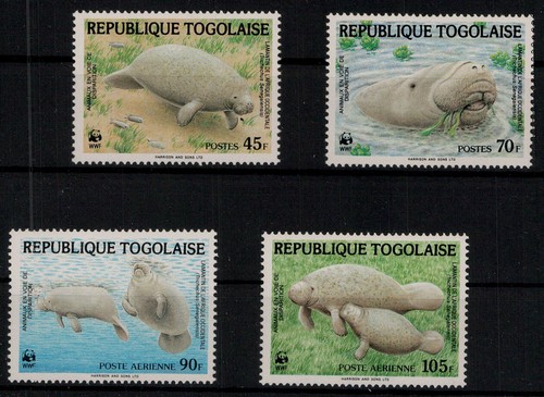 Togo afrikanischer manati - afrikanischer,