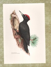 Offset-Druck 1962: Schwarzspecht Dryocopus martius Vögel