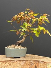 kleiner Japanischer Ahorn 🍁