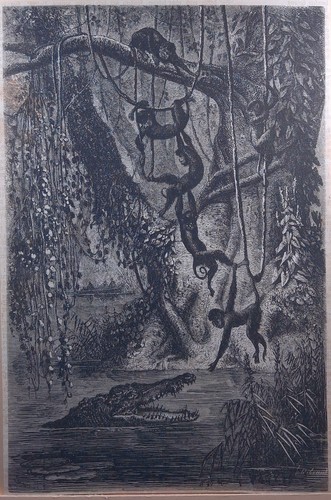 Holzstich 1870 affen - holzstich, um