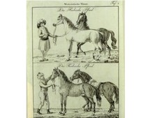 ARABISCHE PFERD TÜRKISCHE