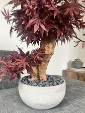 Kunstahorn mit Echtstamm in Bonsai Schale Und Zierkies NEUPREIS 219,-€