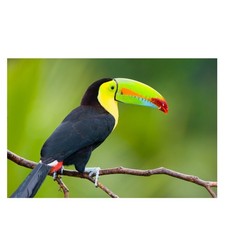 3D Magnet Tiere - Vogel Tukan