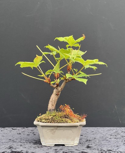 Bonsai shohinbonsai - bonsai,