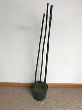 Blumentopf mit 3 Bambusstangen 16,5 cm | flower pot with 3 bamboo sticks 6.5"