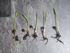 5 Trachycarpus Fortunei