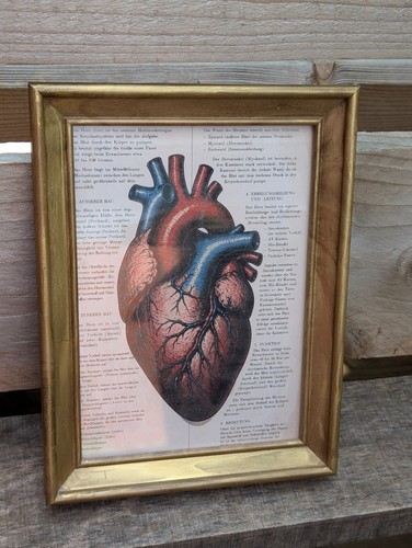 Anatomie herz wandbild - anatomie,