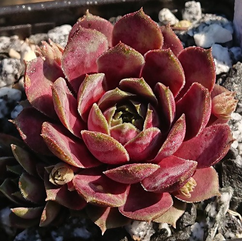 Sempervivum rhinoceros - sempervivum, "rhinoceros"