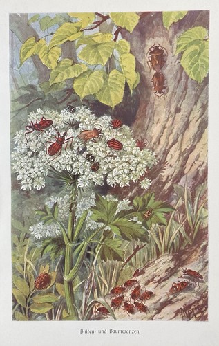 Originaldruck fauna blüten - fauna:, blüten-