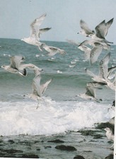 Möwen vor der insel - vor,