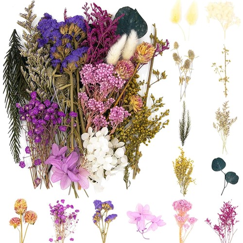 Natürliche getrocknete blumen - natürliche,
