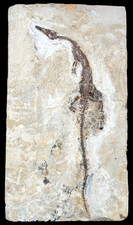 Perm  Mesosaurus tenuidens