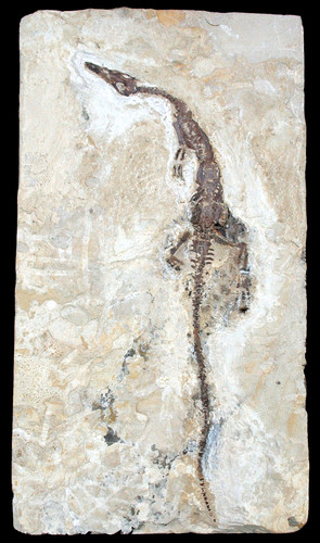 Perm mesosaurus tenuidens - ,