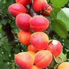 Aprikosenbaum Harlain -