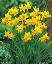 100 Narzissen mehrblütig Tete a Tete Blumenzwiebeln Narcissus Lieferbar ab 9.9.