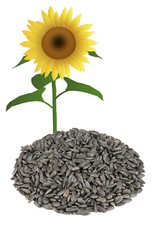 Sonnenblumenkerne schwarz 25 kg im Papiersack Wild Vogel Futter NEUE ERNTE 25