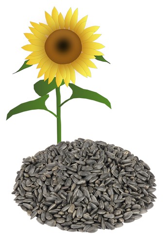 Sonnenblumenkerne schwarz - , 25