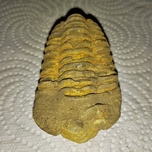 Sonderangebot fossil trilobit - sonderangebot,