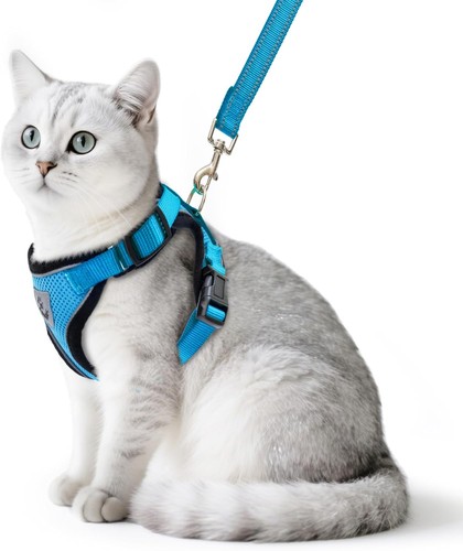 Katzengeschirr und leine - leine, set