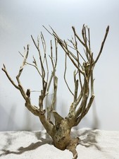 Talawa Wurzel XXL ähnlich